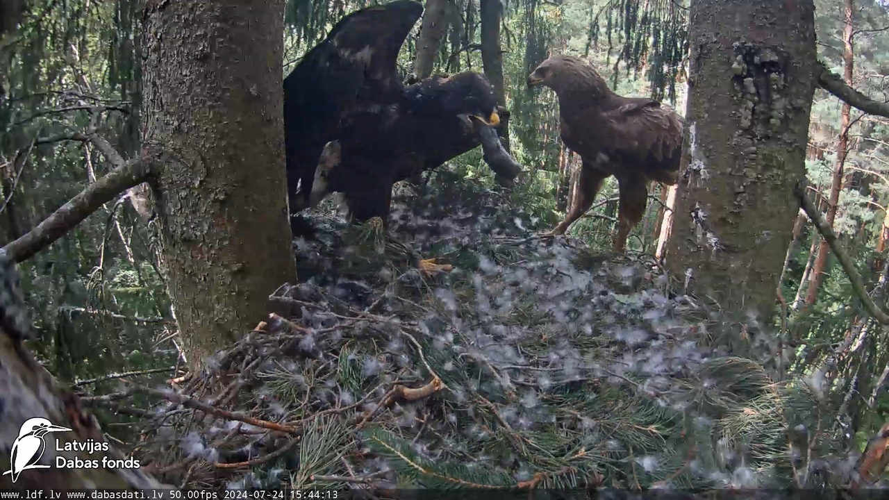 Mazais ērglis (Clanga pomarina), ligzda eglē __ Lesser spotted eagle in spruce, Zemgale, Latvia 15-2