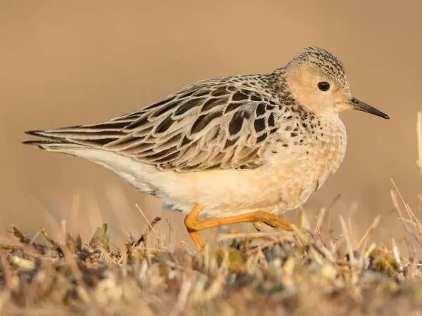 [Image: arctic-birds-12931-4-1708795771.webp]