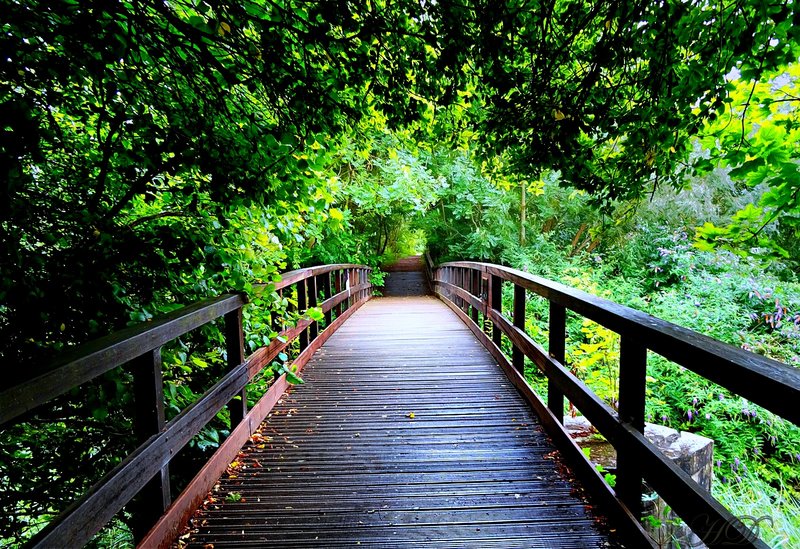 park-nature-reserve-bridge-HD.jpg