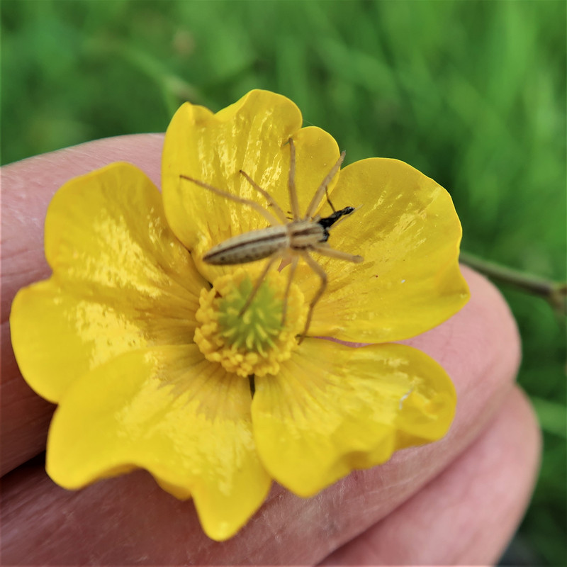 query Tibellus oblongus 2023-05-19 017 (2)