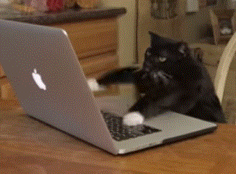 typing-cat-gif3.gif