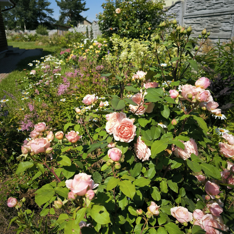 IMG_20240629_144549