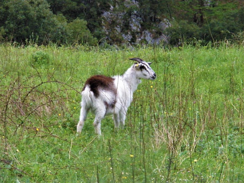 PICOS DE EUROPA-16-5-2013-LEON/ASTURIAS/CANTABRIA - Paseando por España-1991/2016 (60)
