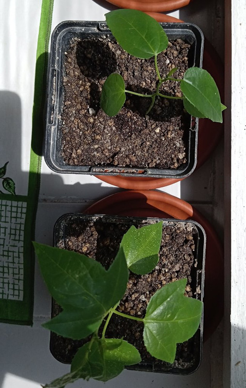 IMG_20250617_124634248