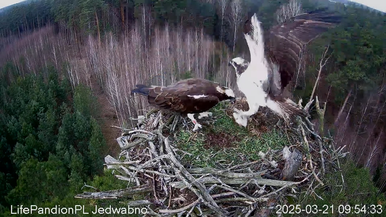 Rybołowy Online Puszcza Napiwodzko-Ramucka _ Ospreys Online in Napiwodzko-Ramucka Forest 11-55-54 sc