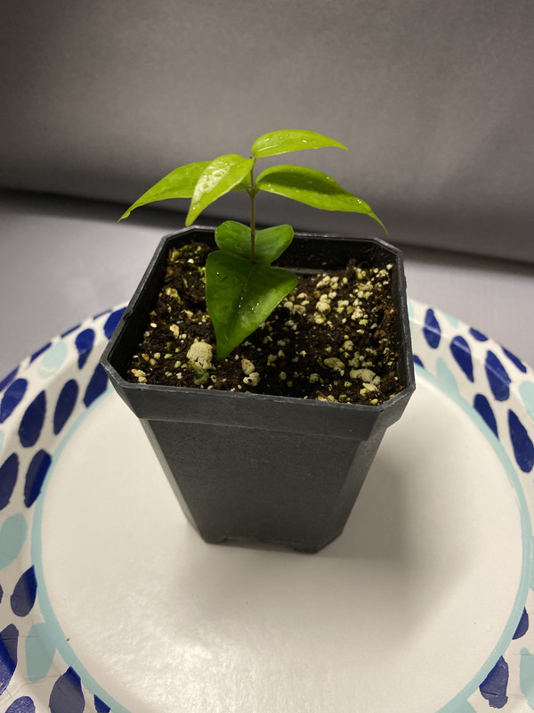 8BC3C3A5-7179-43E2-A263-2D561ACAAEAE