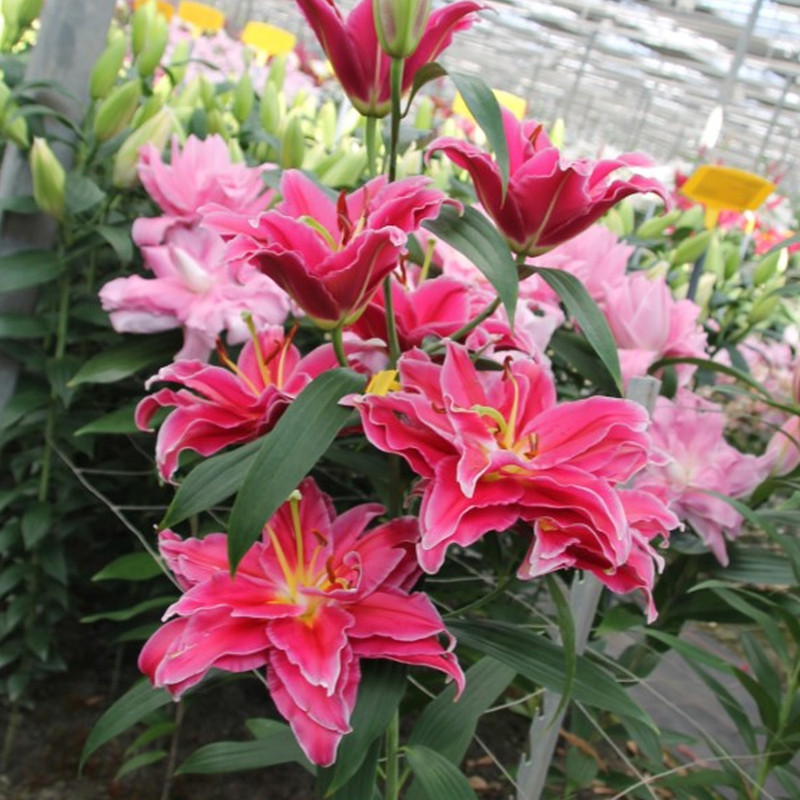 Fabienne.1-1000x1000