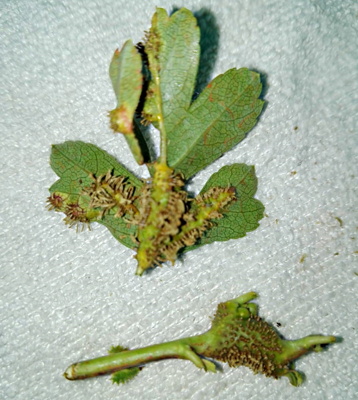 WhatsApp Image 2021-06-09 at 10.34.14 PM (2)