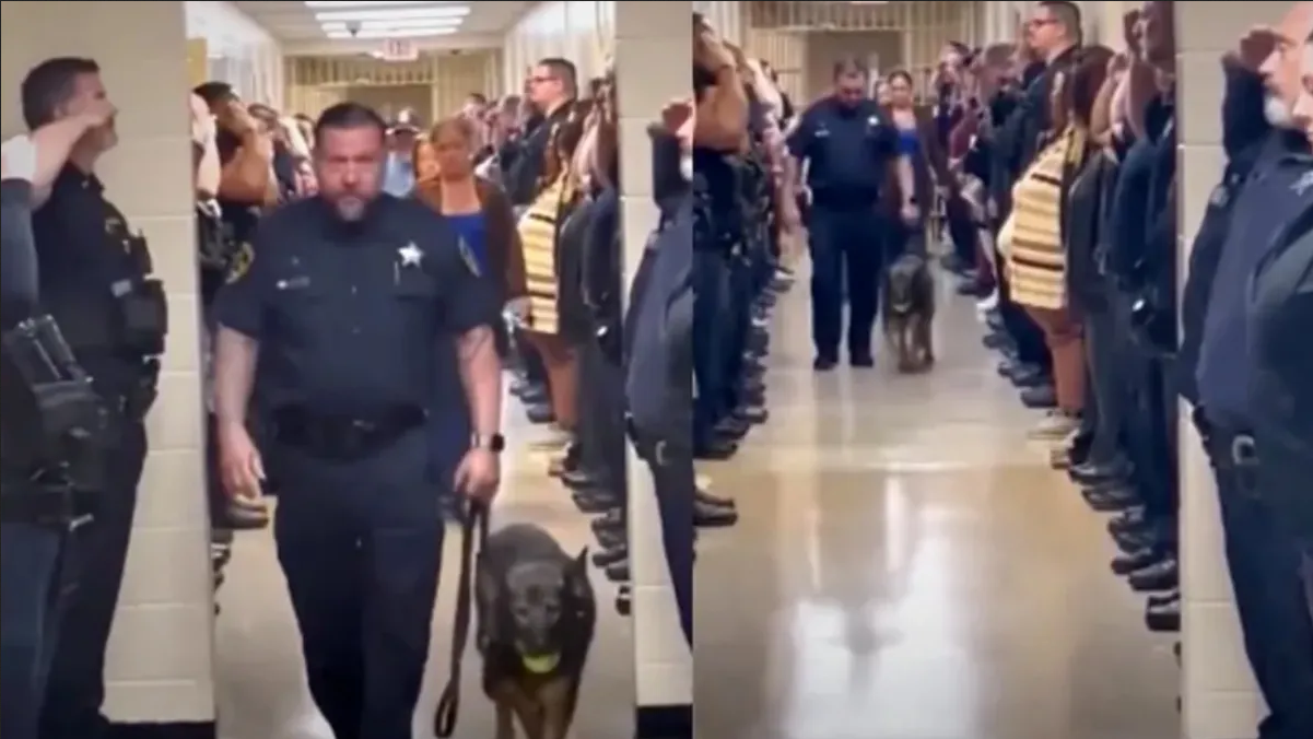 Perrito policía con cáncer terminal se despide de su equipo y se hace viral
