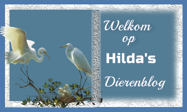 Welkom bij Hilda