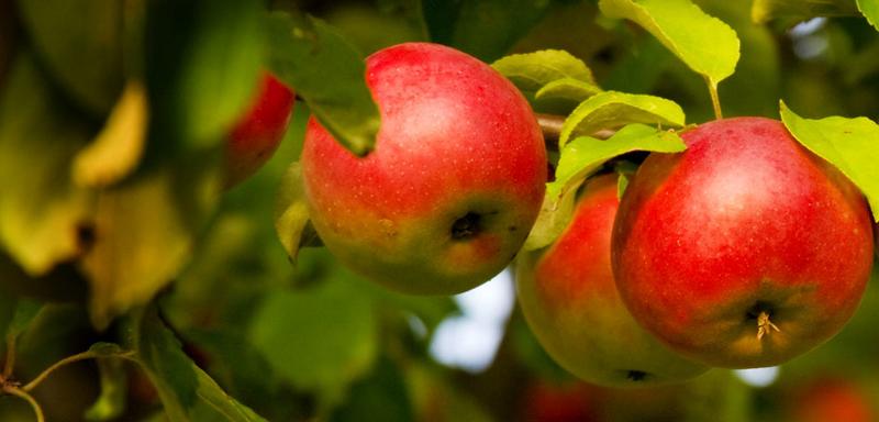 tree-red-apples.jpg