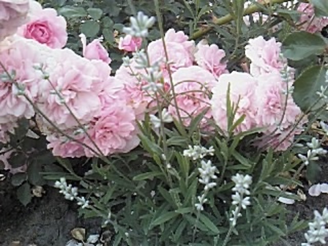 IMG1447-01