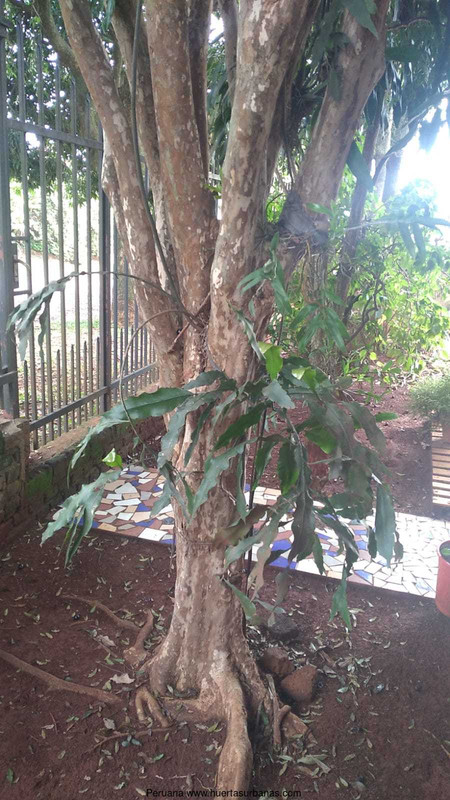 Huertasurbanas_com-8.jpeg-20220921_111617Peruana