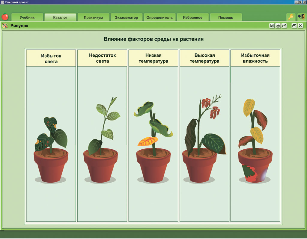Признаки описывающие рост растения. Влияние влажности на растения. Влияние света на растения. Избыток влажности у растений. Влияние температуры на растения.