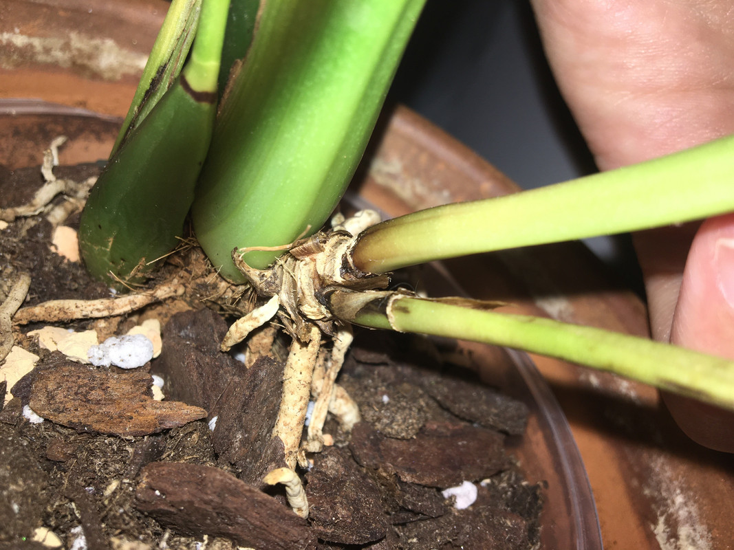 E3F5543B-F2DC-4EC7-8F48-901FD8503DCE