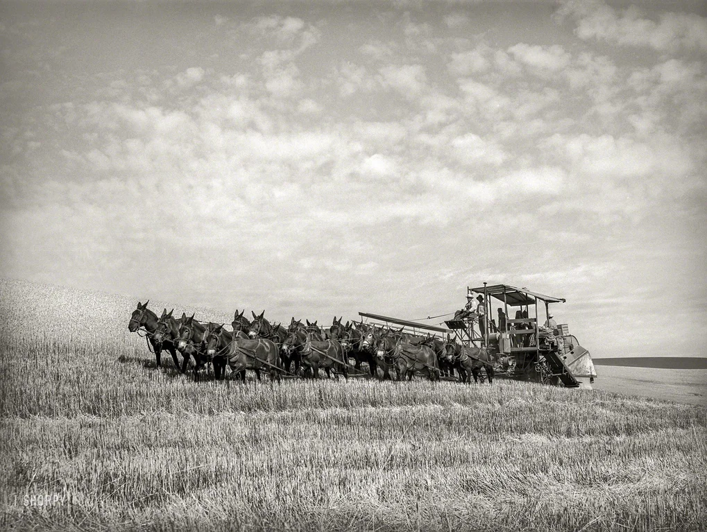 mule-team