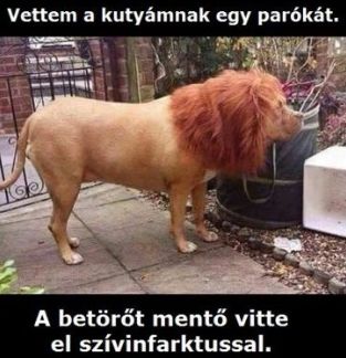https://i.postimg.cc/V6nHk9xT/vettem-a-kutyamnak.jpg