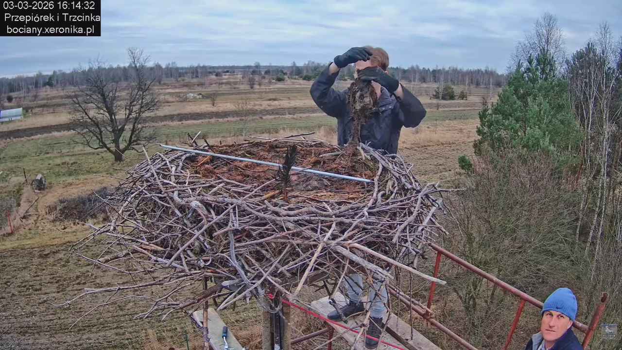 03032026 Prace przy gnieździe 4