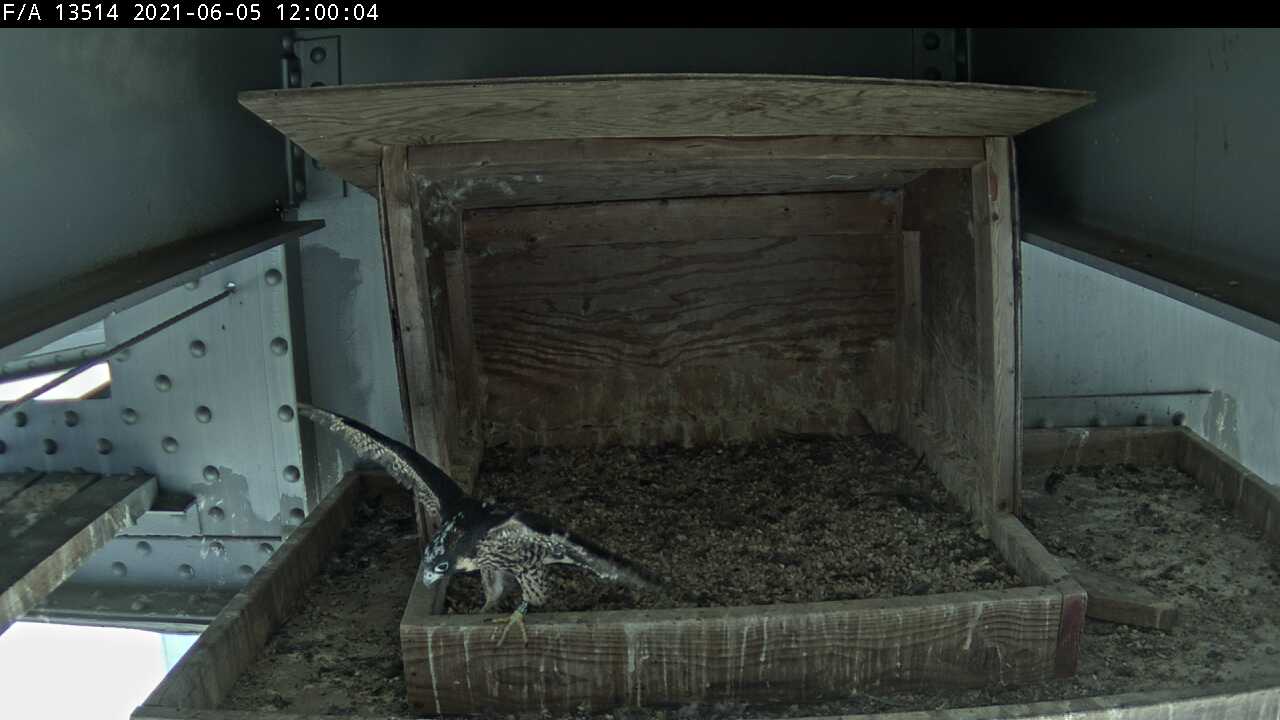 falcon_Poughkeepsie_002