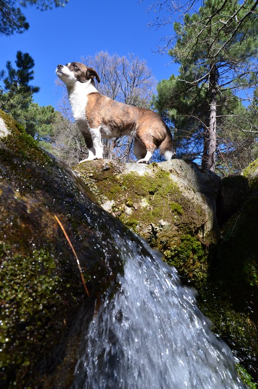 RUTA EMBALSE DEL HORCAJO Y GARGANTAS DEL VALLE DEL TIETAR-20-2-2016-AVILA - Paseando por España-1991/2016 (29)