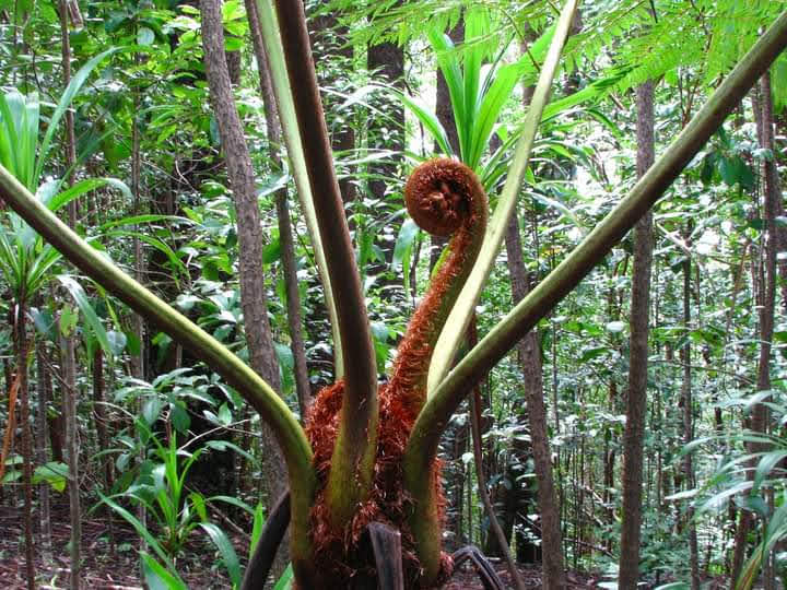 Norfolk Island National Park and Botanic Garden Brownii