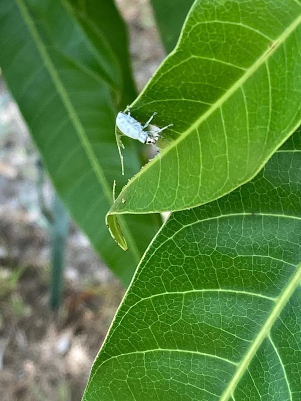 leaf eating pest