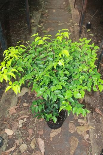 Myrciaria_Coroada de Restinga