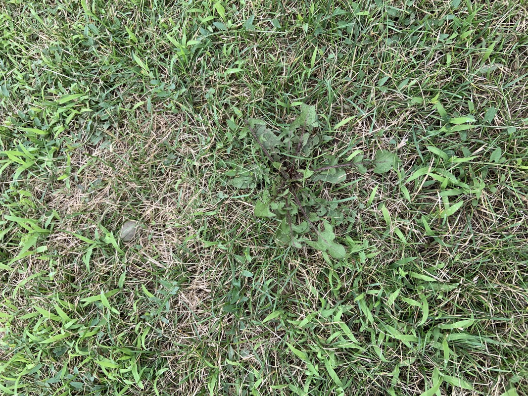 Weeds Are Taking Over Lawn Care Forum   Thumbnail Image 