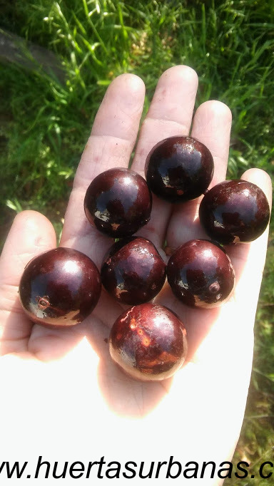 huertasurbanas_com_20181027_085223Jaboticaba_campo_ramon_-2