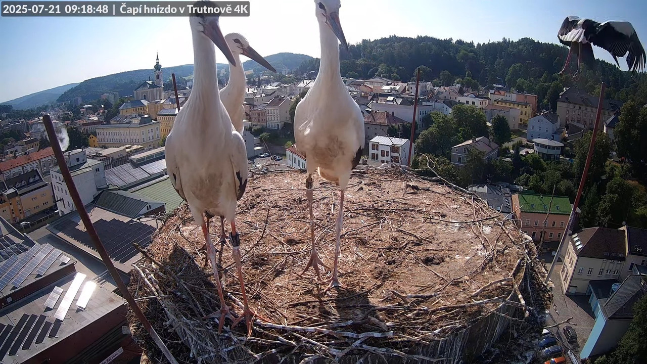 Tiešraide no stārķa ligzdas uz alus darītavas skursteņa Trutnovā 12-13-29 screenshot (1)