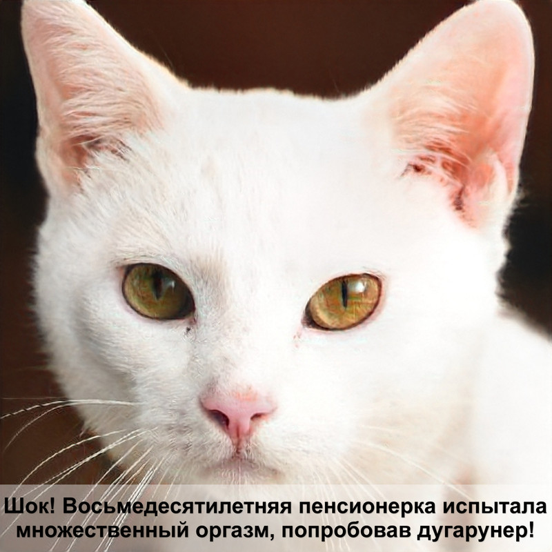 лакомство для кошек