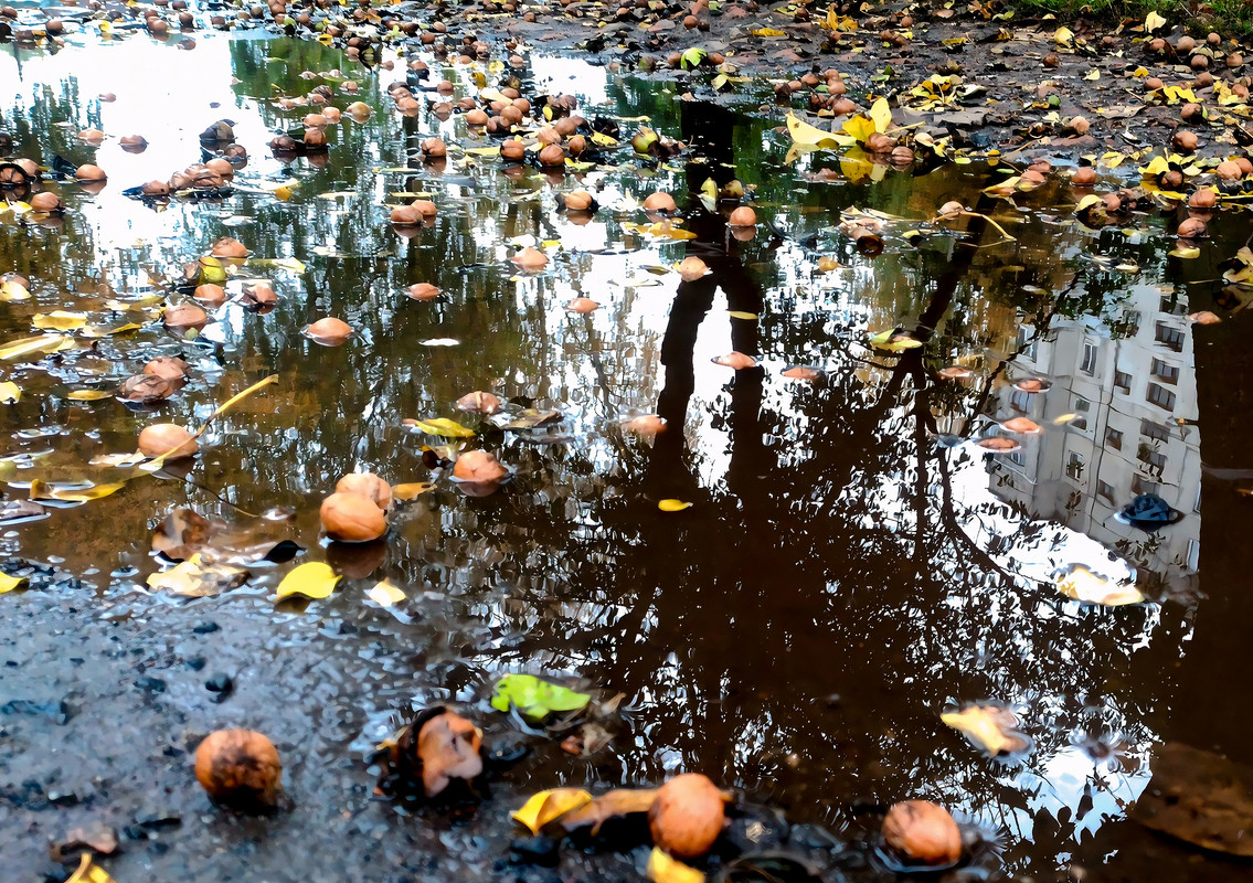 Ореховый клондайк