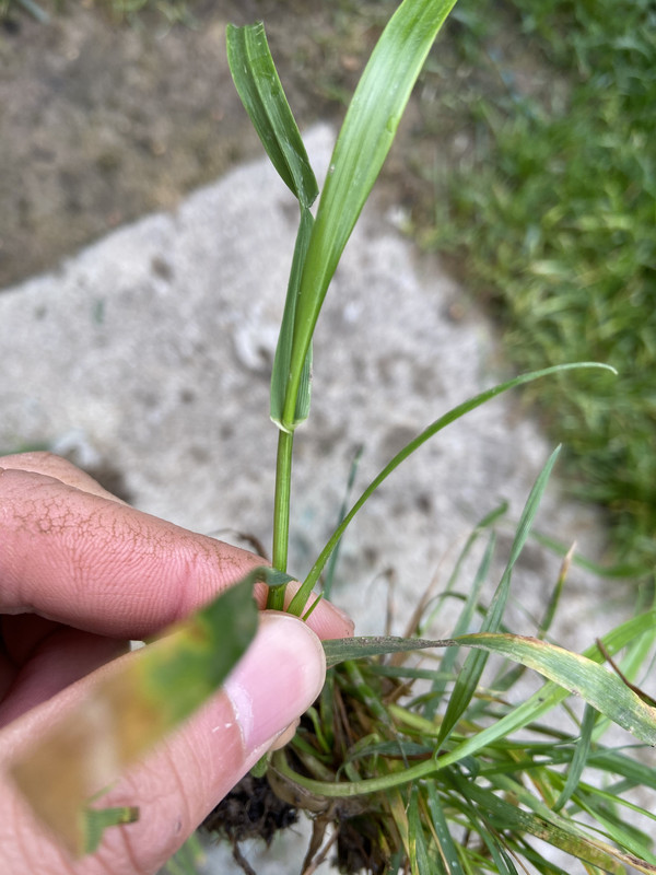 Quack grass or nutsedge? Lawn Care Forum