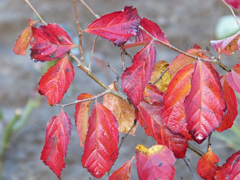 2014-11-02 Herbstärber 2 - Parrotia subaequalis
