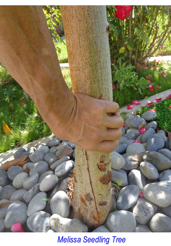 Melissa_Seedling-pic5(trunk)