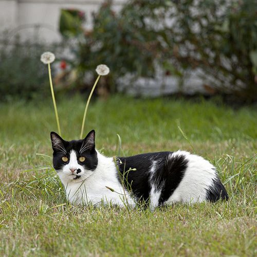 Cat Humor #8