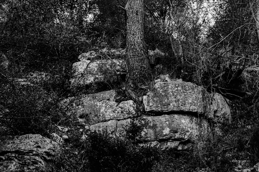 Hive-Vinhas-Ruins-Bn-W-04.jpg
