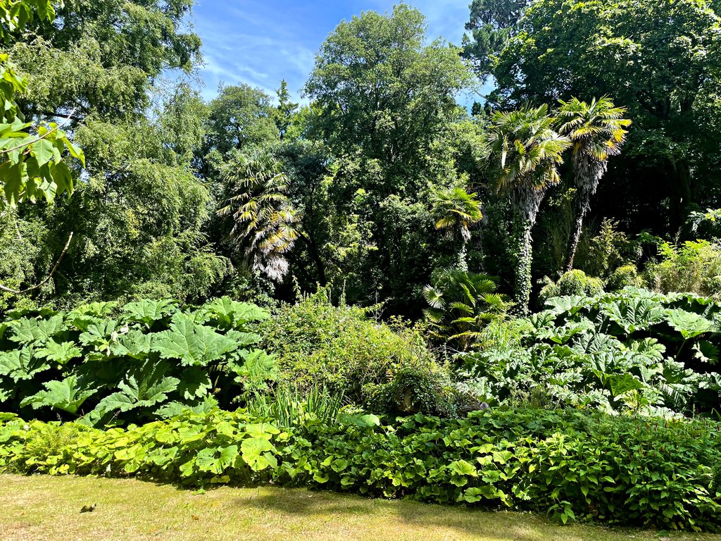 giant-dock-leaves.jpg
