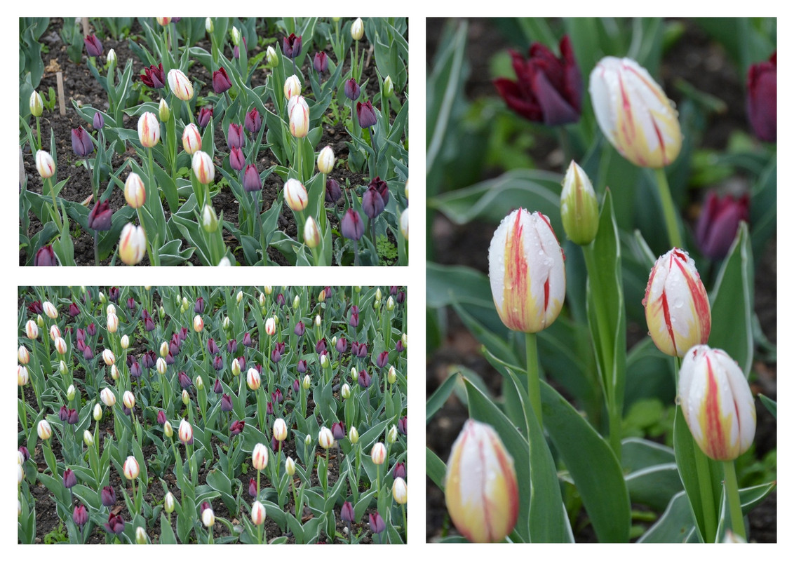 Новый коллаж.jpg 12