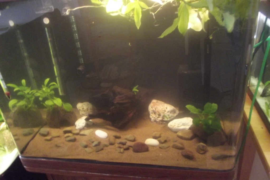 brown sand for aquarium