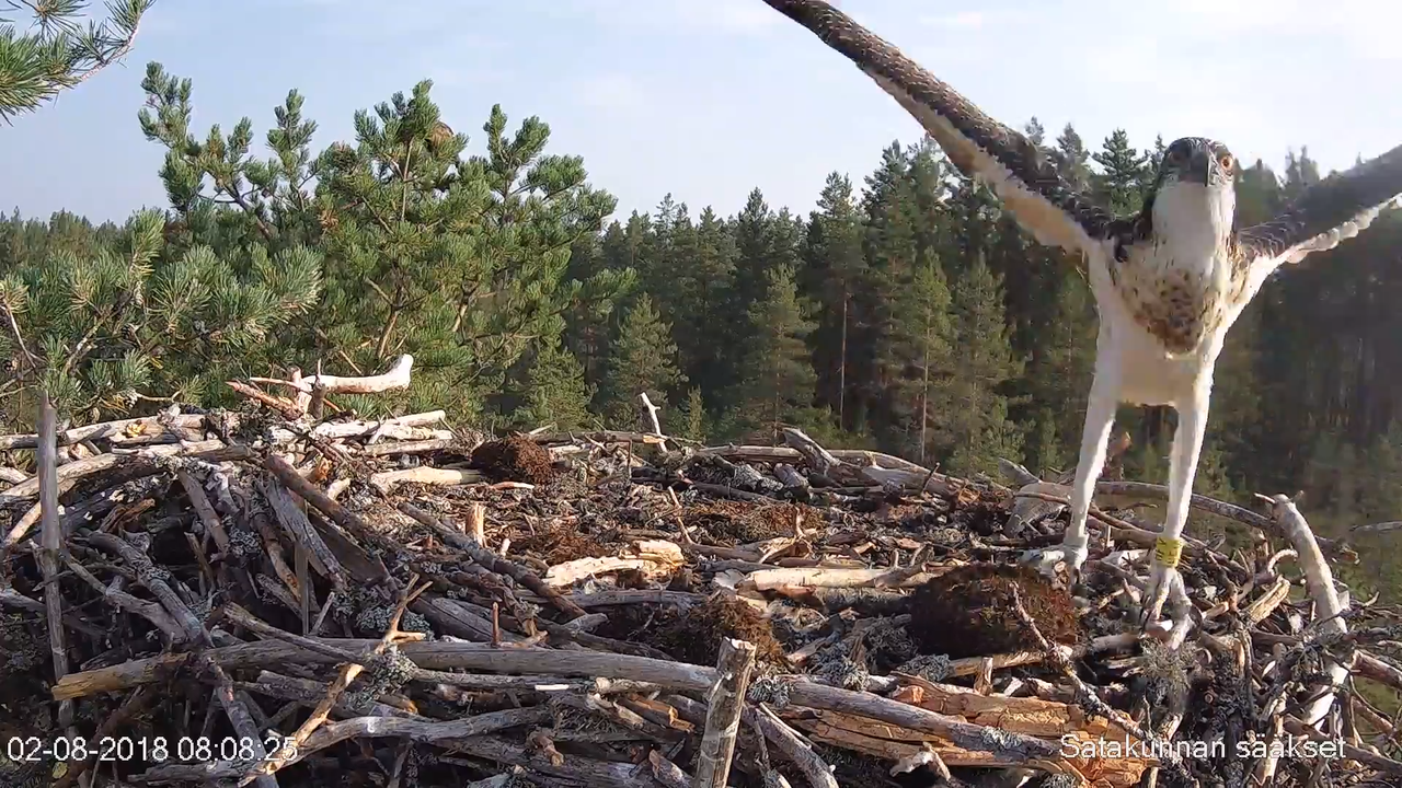 Satakunnan sääkset (Osprey Cam in Finland) - #sääksilive 3-3-0 s