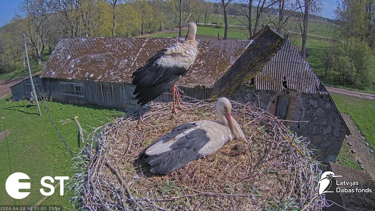 Baltie stārķi (Ciconia ciconia) Tukuma novadā - LDF tiešraide __ White storks in Tukums, Latvia 4-59