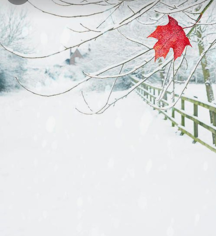 Screenshot_20231206_183750_Pinterest