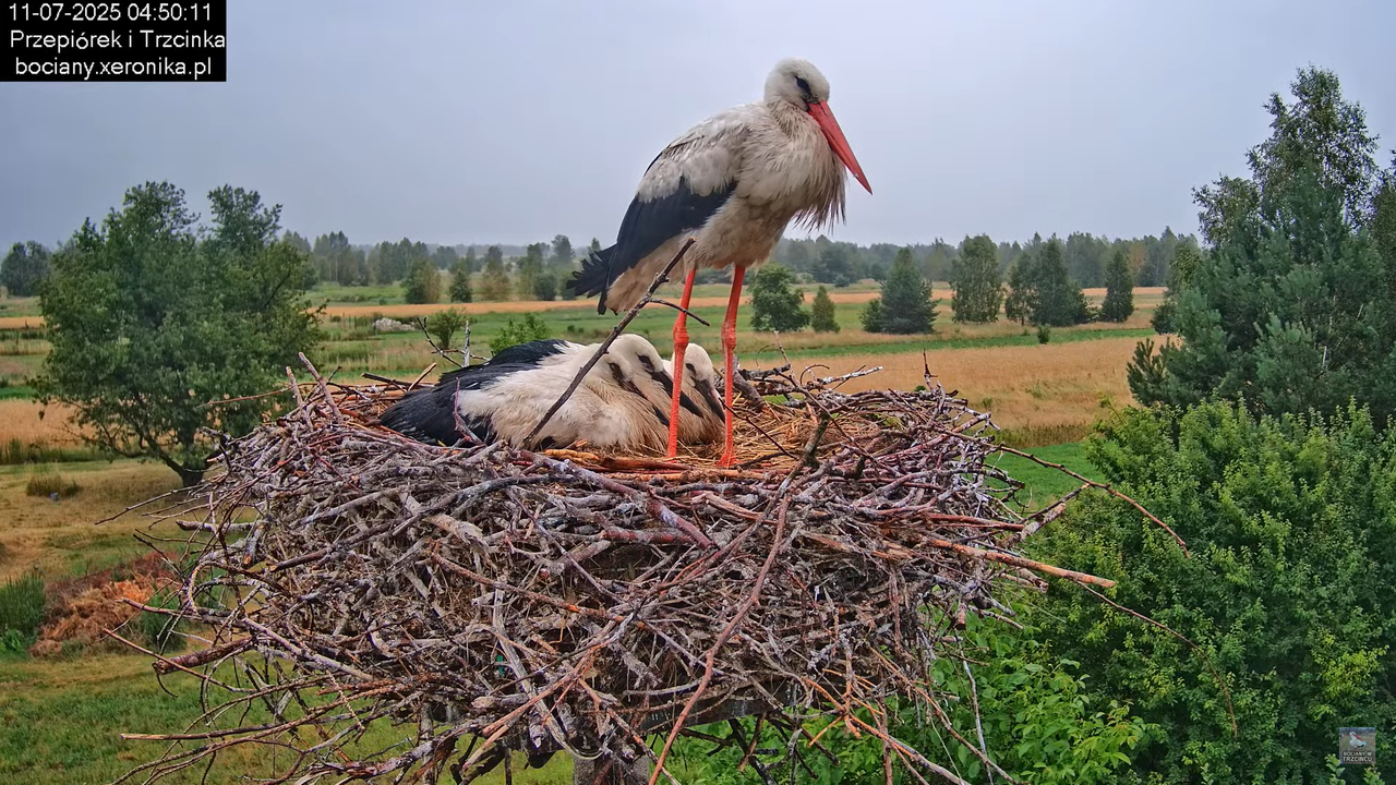 11072025bociany2