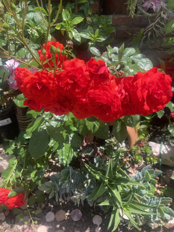 B2EA1D6B-57F3-4BC6-9436-94319109C72F_1_105_c