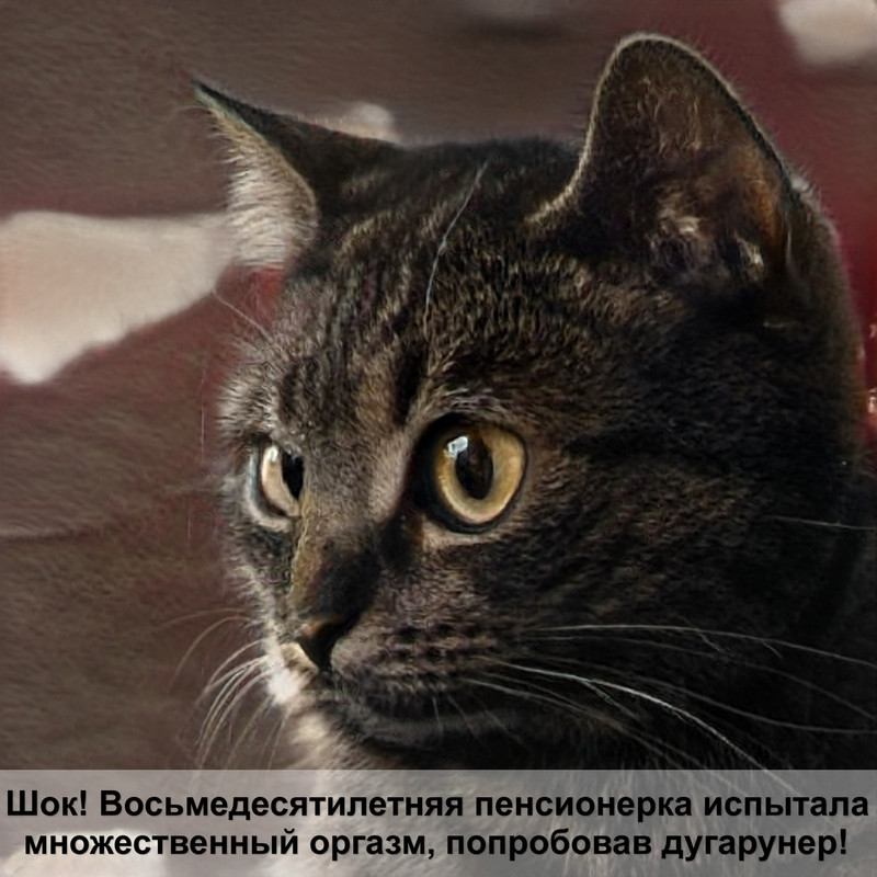 лысая кошка с шерстью