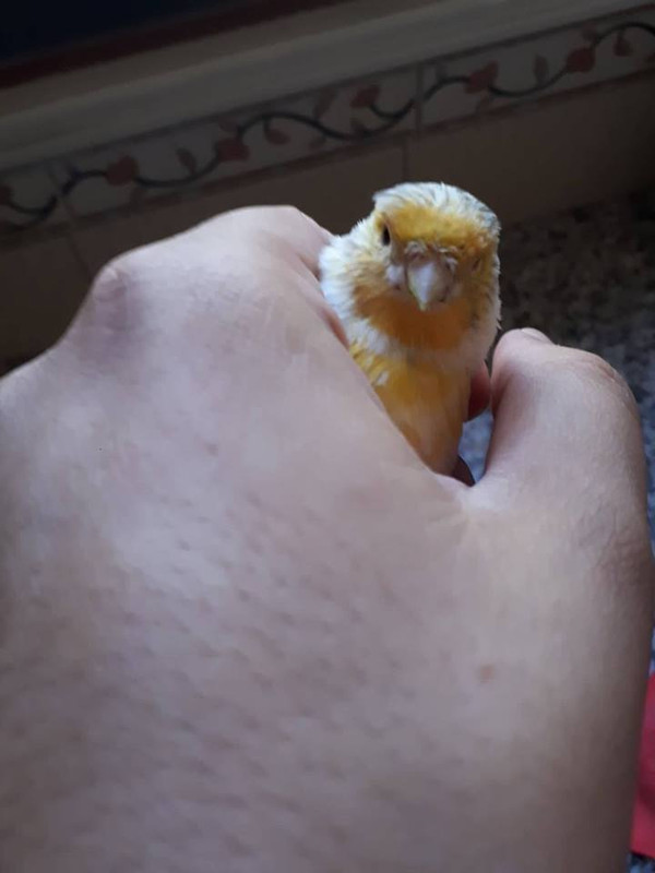 صورة