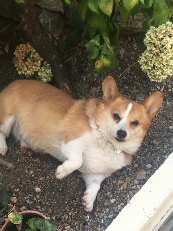 [Image: 2-CE005-EF-F0-AA-4223-AA8-D-436-FDD81460-C.jpg]