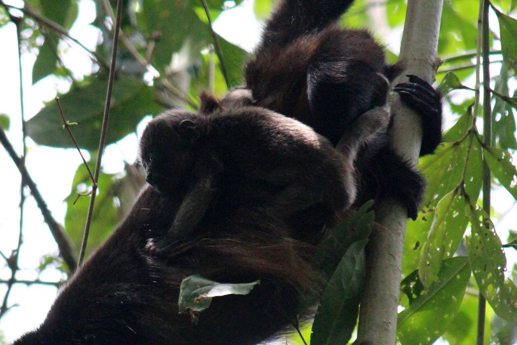 DÍA 5: PARQUE NACIONAL CAHUITA - DE TORTUGAS Y PEREZOSOS. COSTA RICA 2019 (11)