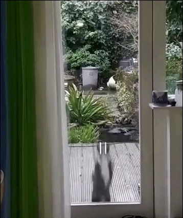 Funny-Cat-GIF-Let-me-in-Bouncing-cat-jumps-like-crazy-on-glassdoor-Open-the-door-I-m-so-hung.gif